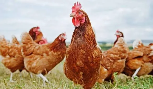 Gallina caminando libre al aire libre