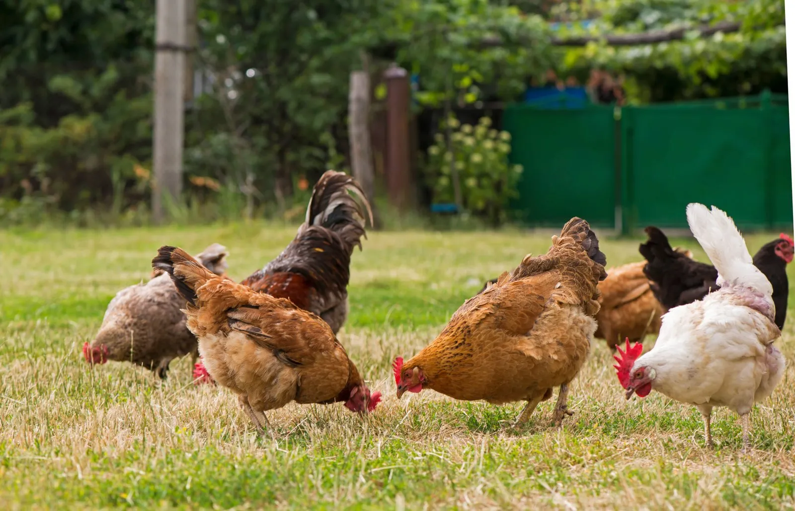 Gallinas caminando libres sobre el pasto