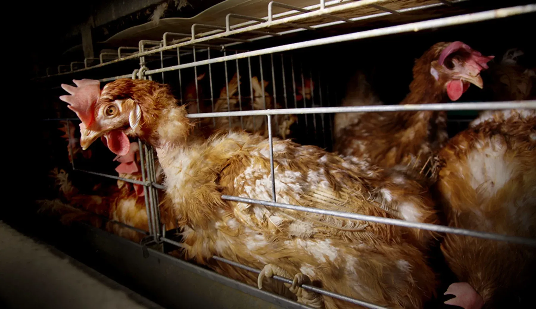 Gallina con pérdida de plumas dentro de una jaula oscura y abarrotada